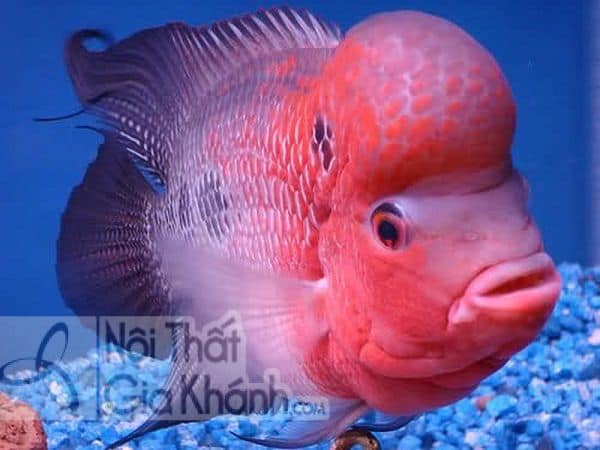 Đặt bể cá trong phòng khách thế nào mới hợp phong thủy Đặt bể cá trong phòng khách thế nào mới hợp phong thủy - dat be ca trong phong khach the nao moi hop phong thuy 2