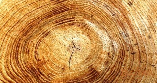 Gỗ huynh đàn có khả năng phát ra năng lượng, mùi thơm! Gỗ huynh đàn có khả năng phát ra năng lượng, mùi thơm! - go huynh dan co kha nang phat ra nang luong mui thom 3
